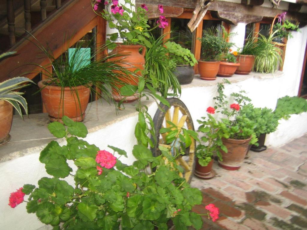 Dedo Pene Inn Bansko Esterno foto